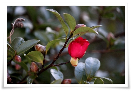 サザンカ 13.1.27