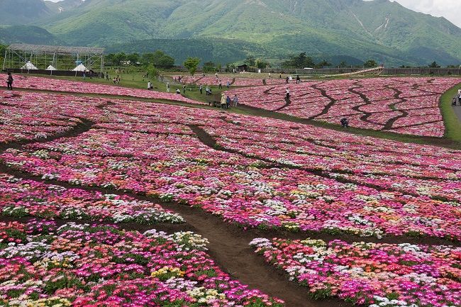 九重花公園の春3-2/4のようす 春の花がいっぱい リ 九重連山をバックにビングストーンデイジーがなおすごい | げんそうてきなの旅行と花