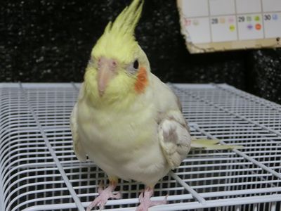 CIMG9050.jpg
