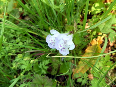 十種ケ峰の花-15.jpg