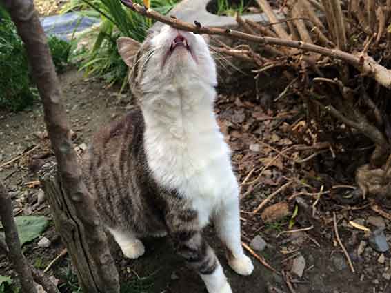 我が家のニャンコ♪2016/1/10-02