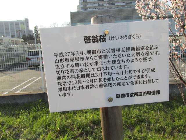 黒目川　鳥　桜の芽 038.JPG