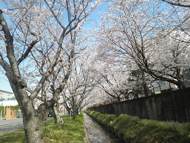 桜並木.JPG