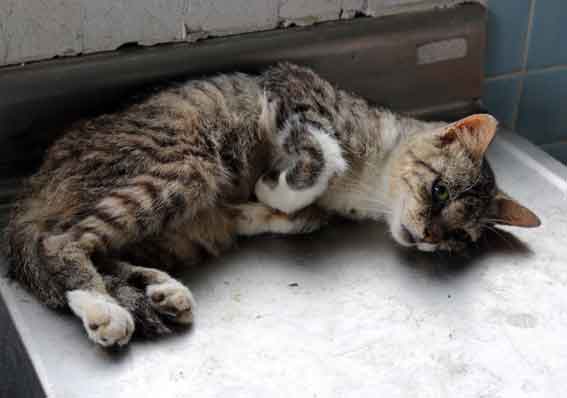 我が家のニャンコ♪2013/7/30-3