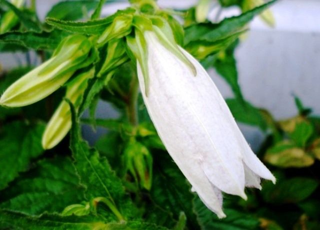ホタルブクロの花 花と蕎麦とリハビリと 楽天ブログ