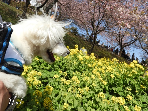 まつだ桜まつり