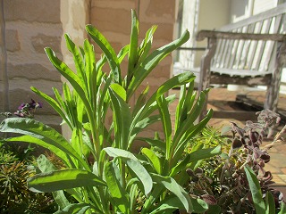 IMG_7047ss.jpg