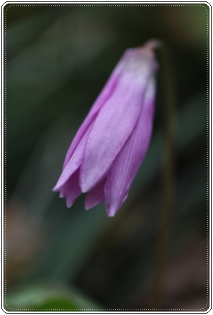 平栗-6 カタクリ-6 13.3.31