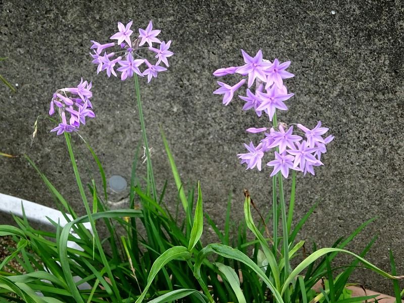 ６月29日 今日の一花 その２ ツルバキア Gazengamaのブログ 散歩中に出合った花と趣味の陶芸作品 楽天ブログ