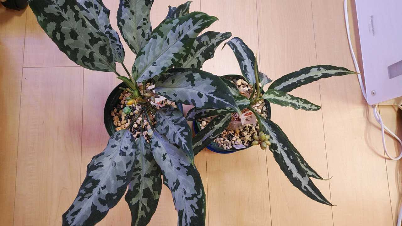takaaki15 | 今シーズンのほうれん草出荷が終わりました☀️最後