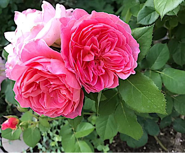 rblog-20170601210710-05.jpg