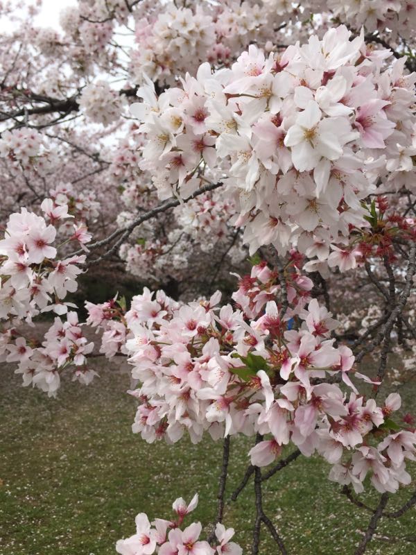 rblog-20160410102840-02.jpg