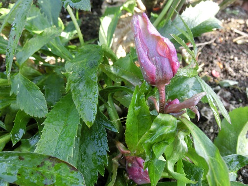 クリスマスローズ