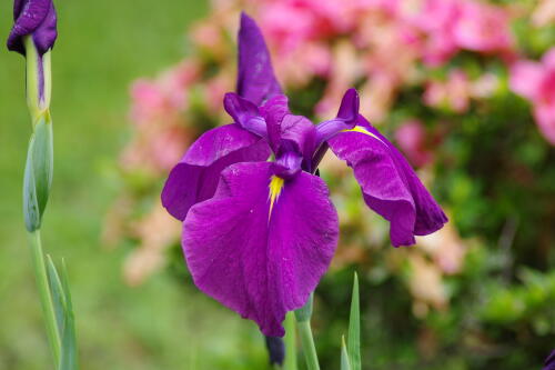 浜離宮恩賜庭園の花菖蒲