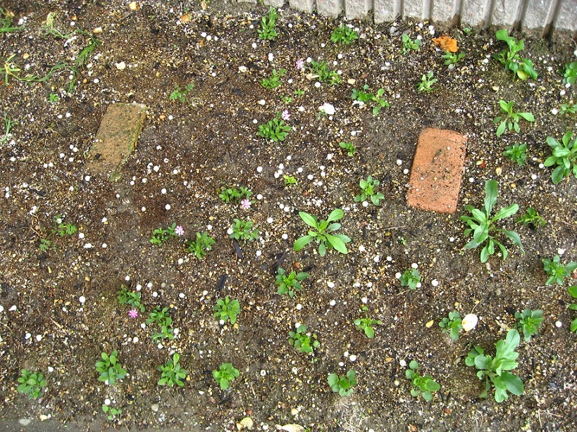 20130411　北庭
