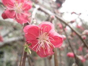 IMG_1475.JPG