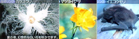 ds075.jpg