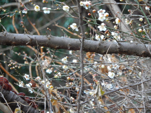DSCN0053b20160131.jpg