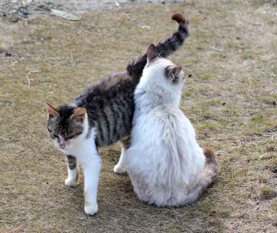 我が家のニャンコ♪2013/12/31-2