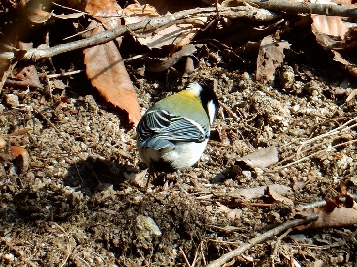 シジュウカラ