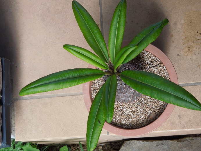 フィフェレンセ7-18ｰ1