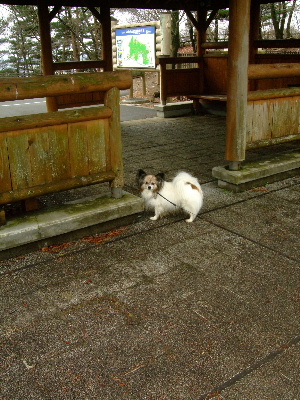 ２０１２いちご狩り２－６.JPG