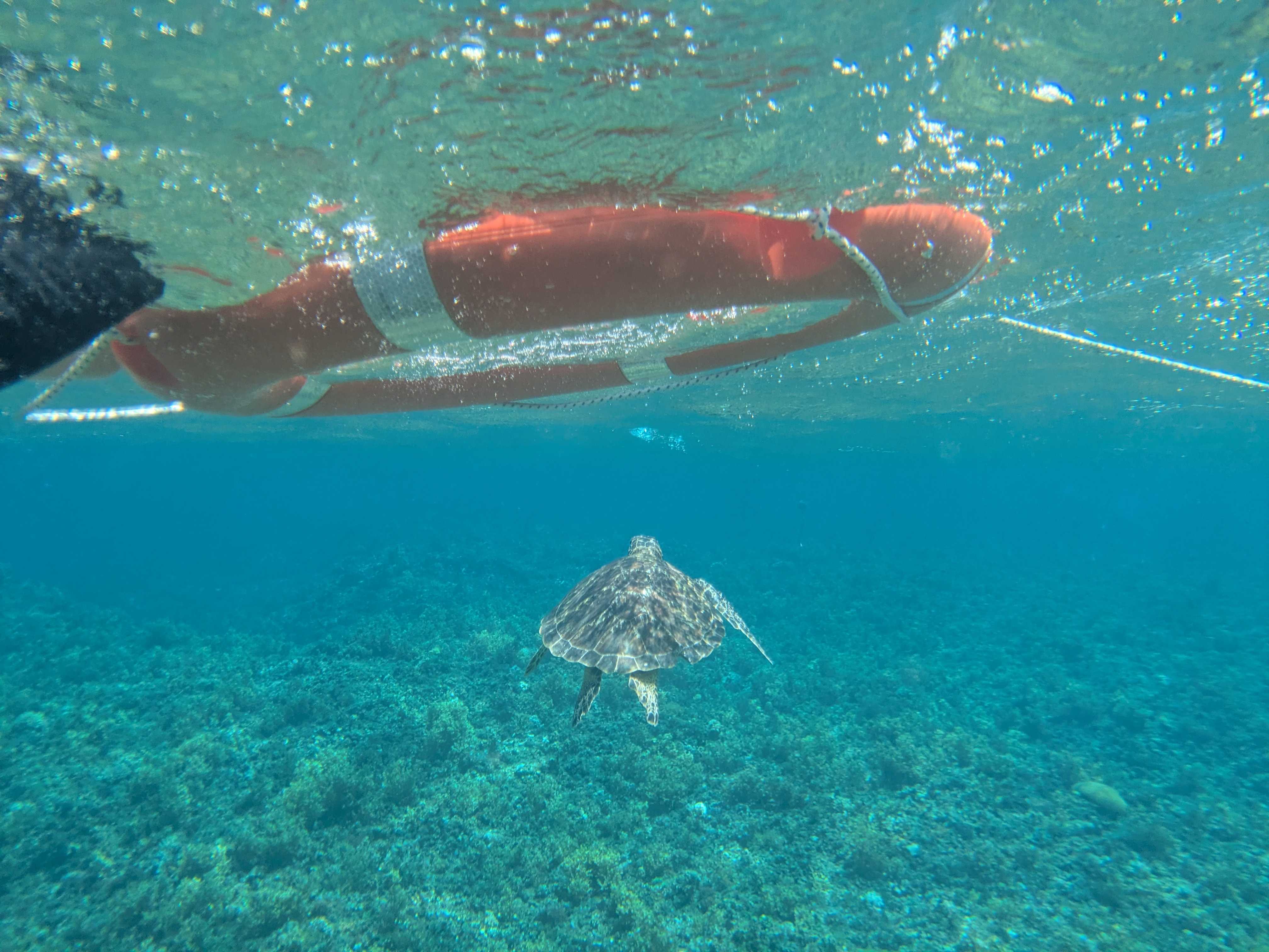 西表島　海猫　アクティビティツアー　子連れシュノーケル　ウミガメ