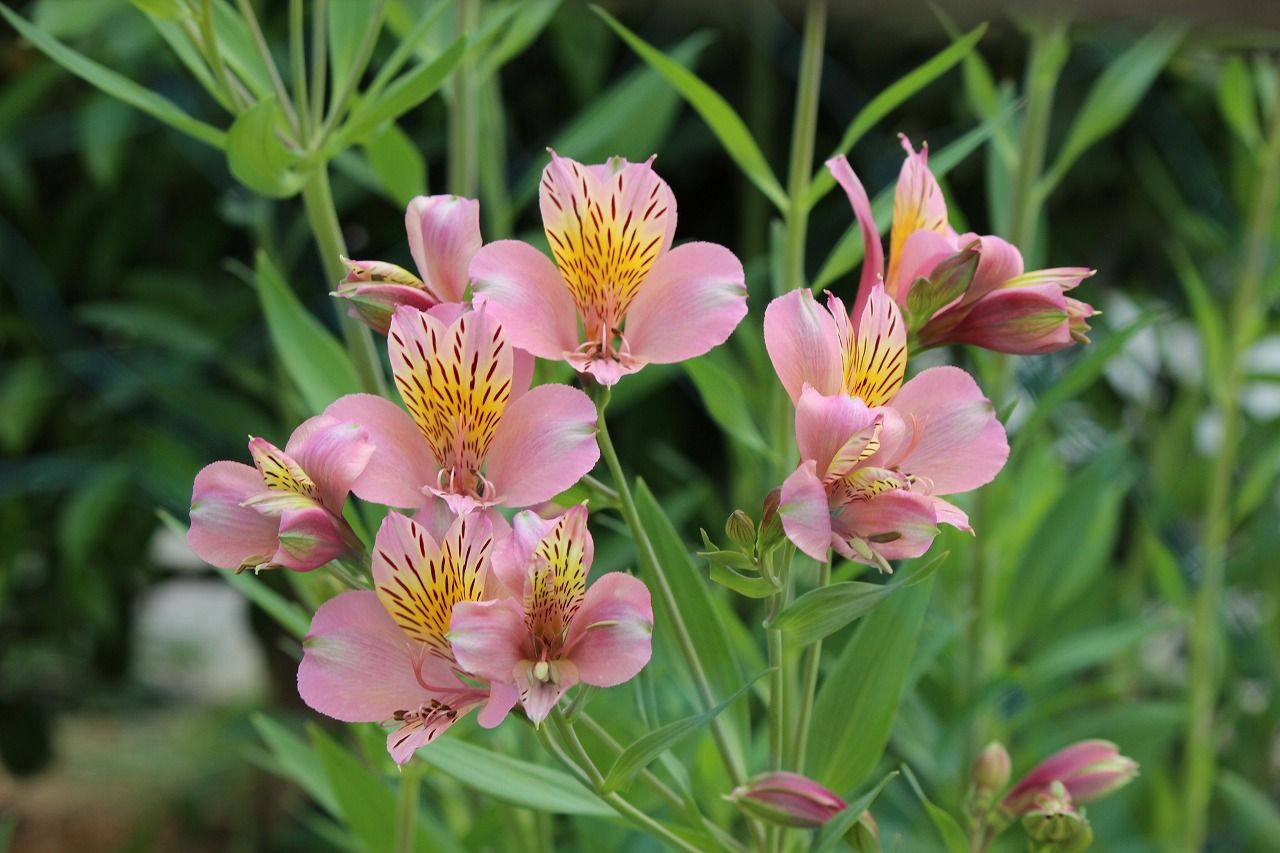 アルストロメリア1 つれづれ日記 楽天ブログ