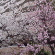 異なる色の桜