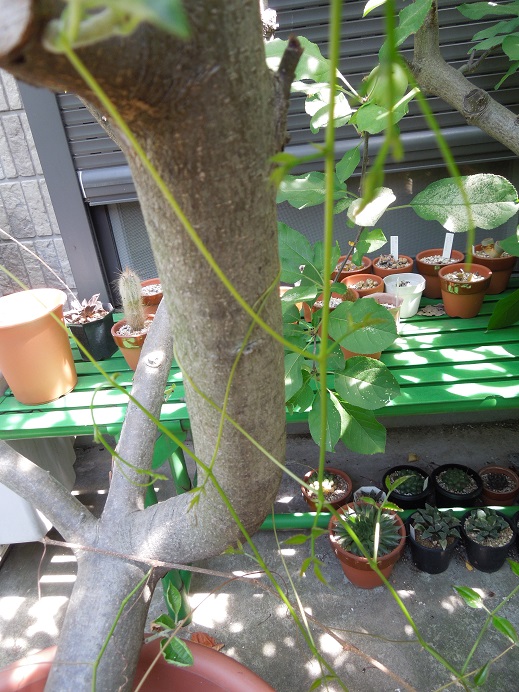 キフォステンマパキプス6-11