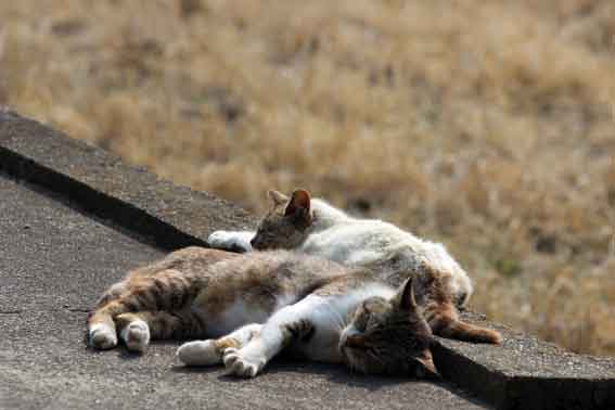 我が家のニャンコ♪2014/03/26-3