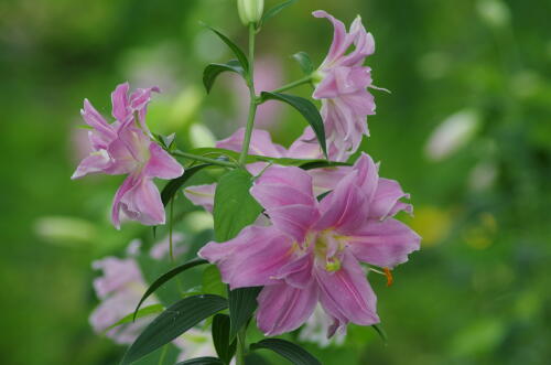 昭和記念公園のゆりの花