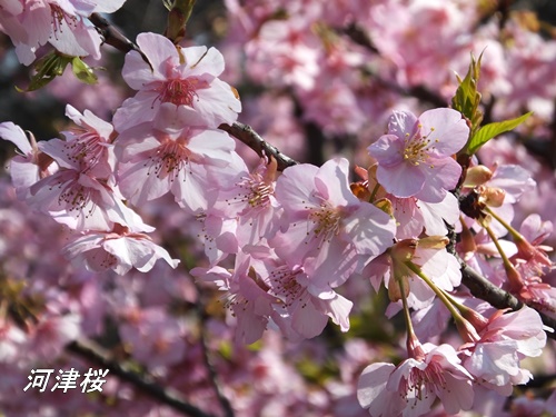 河津桜