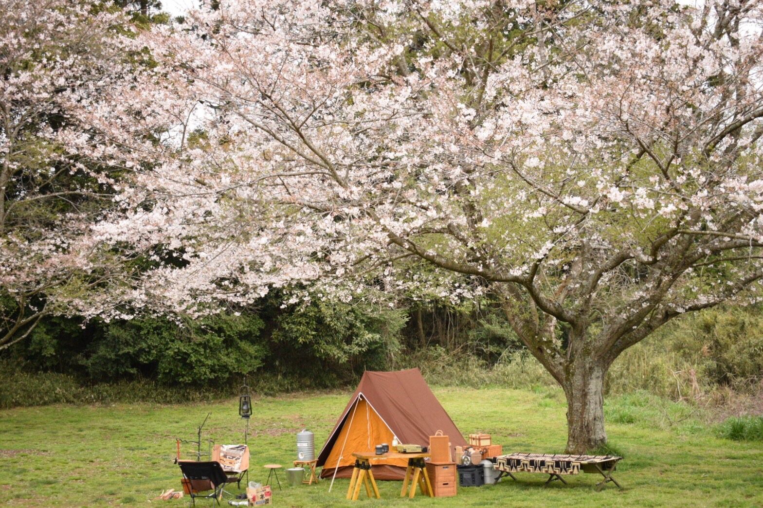 成田ゆめ牧場で念願のお花見キャンプ 初心者キャンパーのキャンプブログ 楽天ブログ