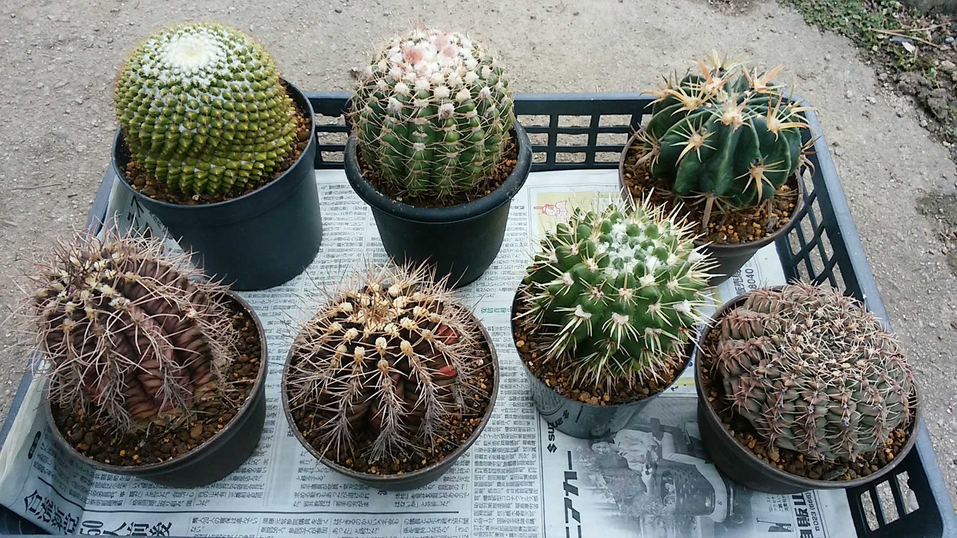 サボテン植えました さぼてん日和 楽天ブログ