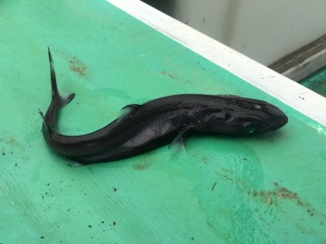160528カラス鮫