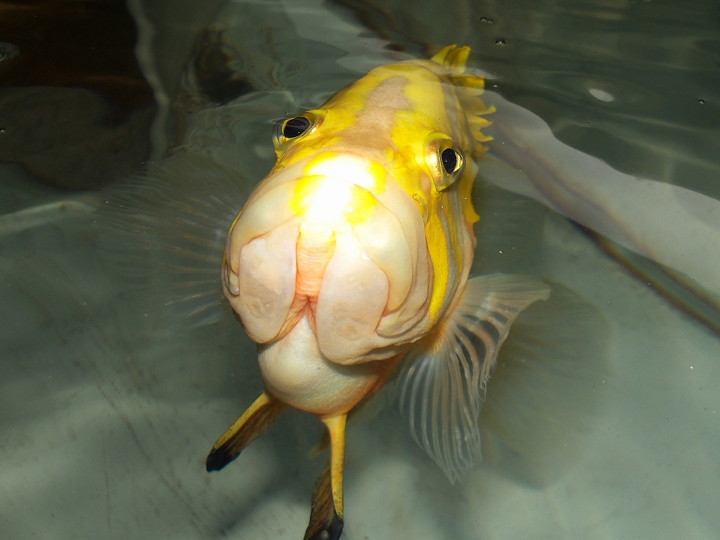 シマハタ（Cephalopholis igarashiensis）107　深海魚飼育　ネプチューングルーパー