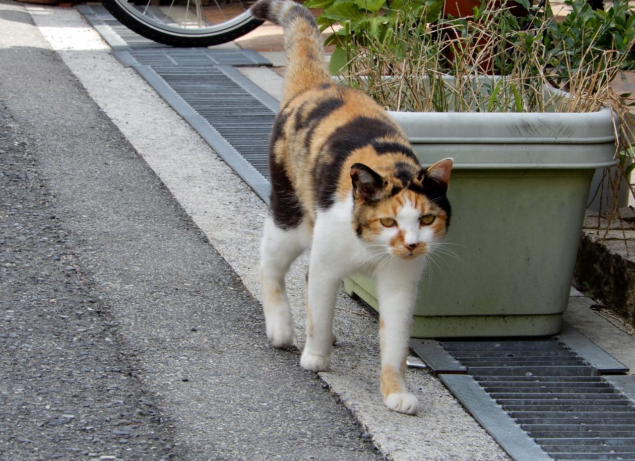 みぃーこは 今日も超ゴキゲン の巻 人さまのネコ 楽天ブログ