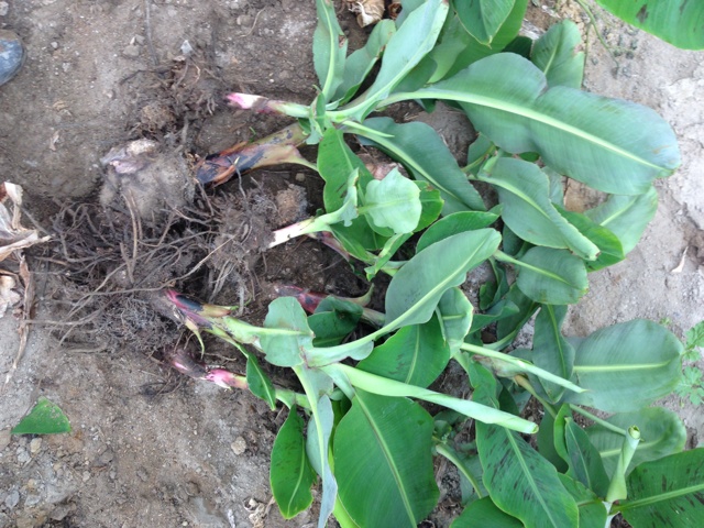 rblog-20130620095604-01.jpg