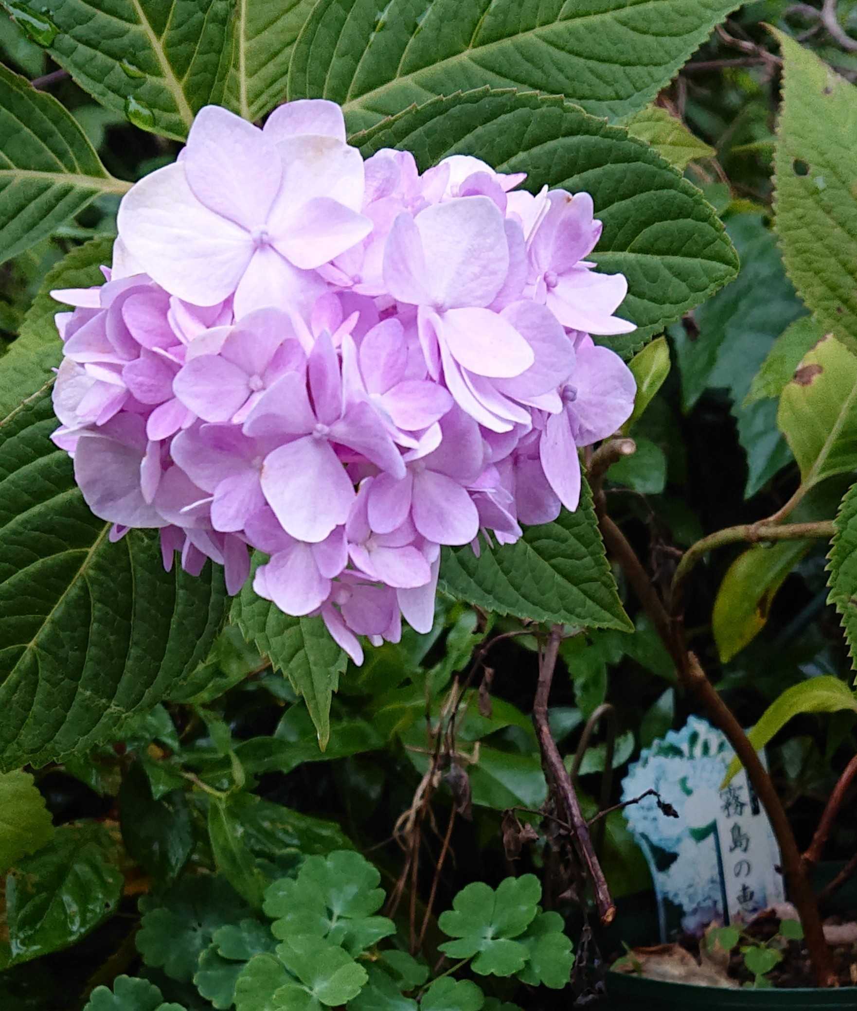 アジサイ 霧島の恵 やっと夏に咲きました 趣味は園芸だけれども 楽天ブログ