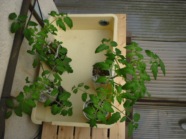 ペットボトル栽培　トマト１２．５．１７