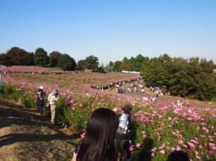 昭和記念公園花の丘コスモス