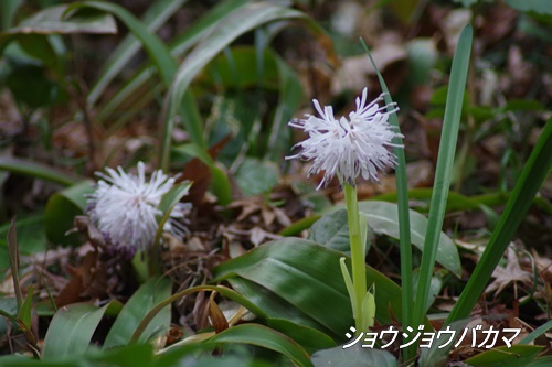 殿ヶ谷戸庭園にて