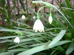 スズランスイセン