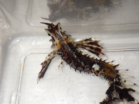 アツモリウオ（Hypsagonus proboscidalis）2　冷水性海水魚の飼育