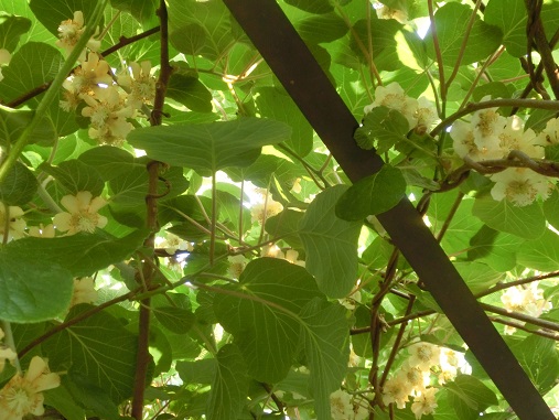 キーウィの花