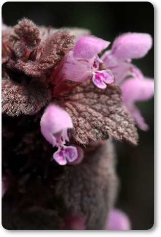 大乗寺丘陵公園-8 ヒメオドリコソウ-2 14.3.17