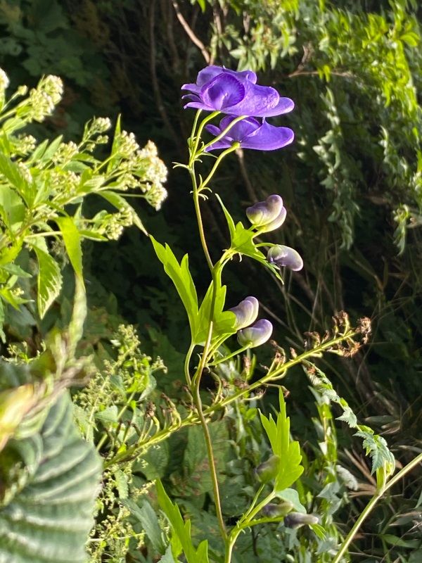 苗場山 2145ｍ 日本100名山 2 大きな花たち 醍醐山と下部 しもべ 温泉 楽天ブログ