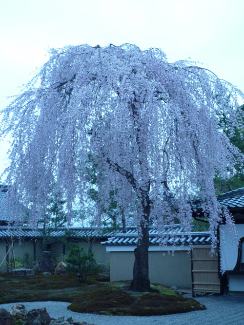 高台寺.jpg