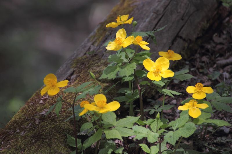 金剛山の花_002-ヤマブキソウ.jpg